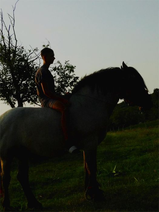 Armasar de vânzare 3 ani