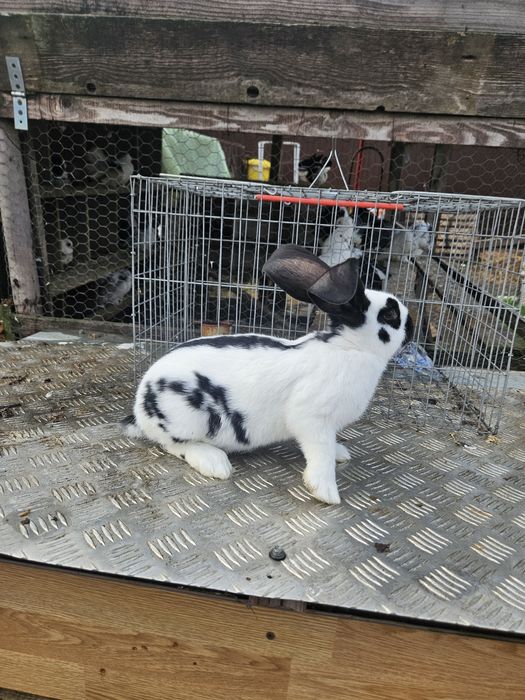 Vând mascul fluture german