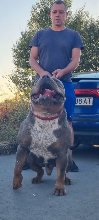 Американско були ХЛ/American Bully XL