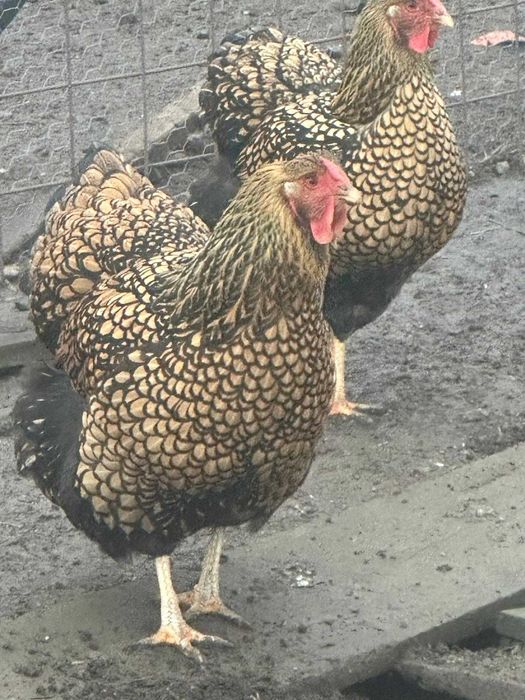 Ouă incubat La Bresse Plymonth Araucana Marans Wyandotte auriu