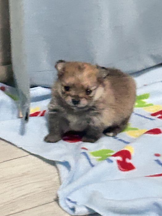 Бронь на померанского шпица