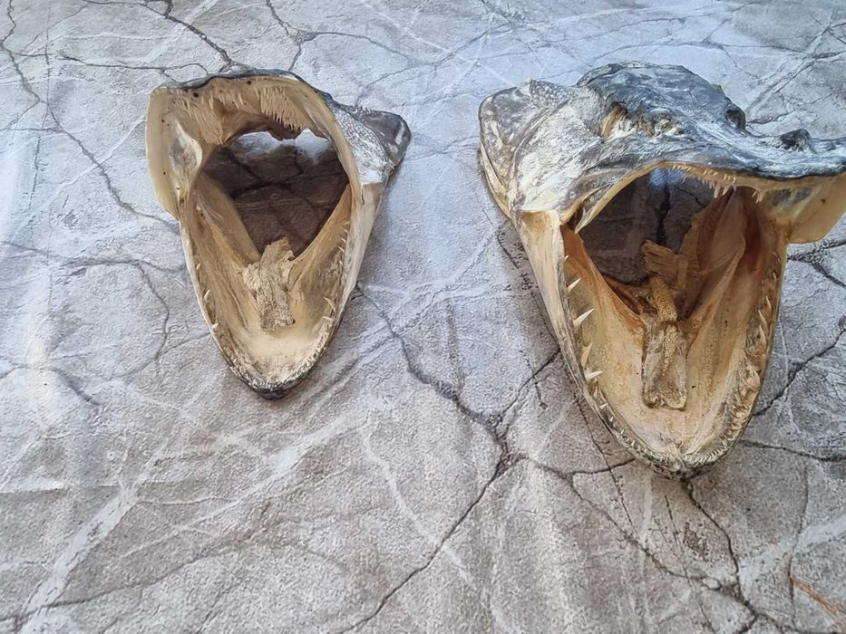 Трофейни глави от риба Щука