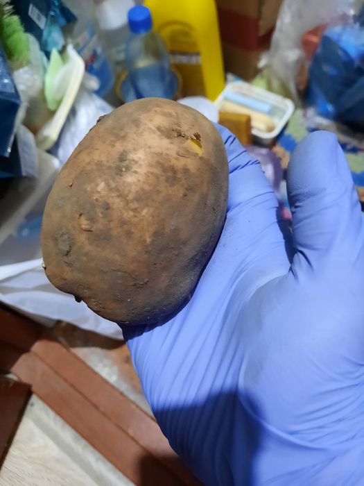 Продам домашний картофель