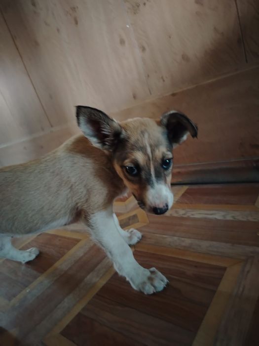 отдам собачек бесплатно