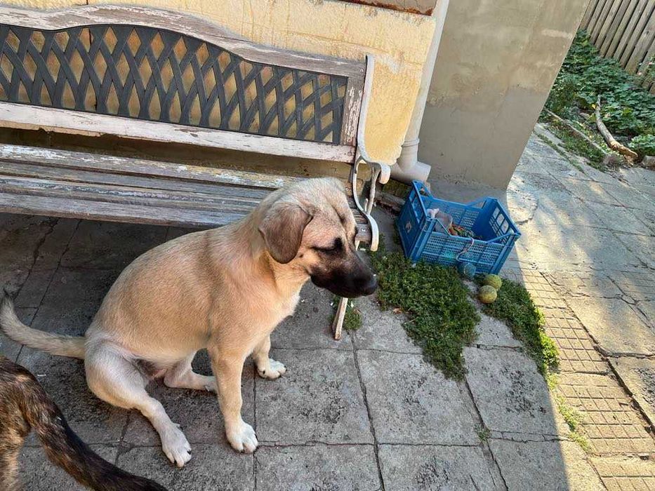 Подарявам младо женско куче