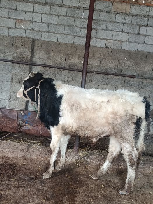 Буқа сатылады аа