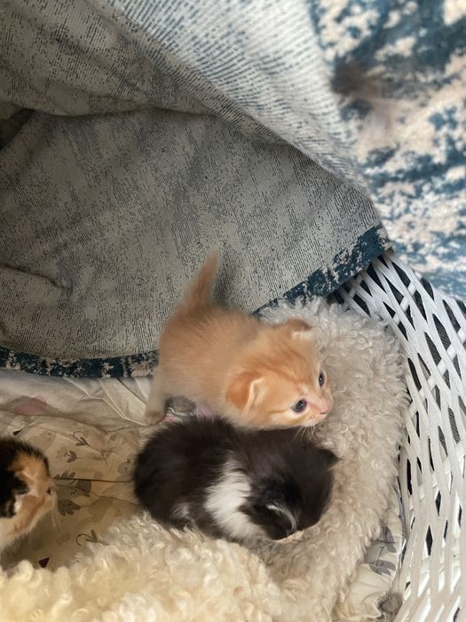 Котята вислоухие