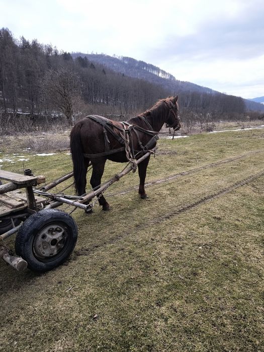 De vânzare armăsar de 7 pe 8 ani