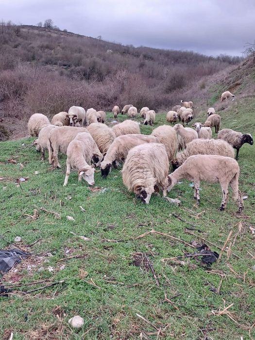 oi cu miei  de vanzare