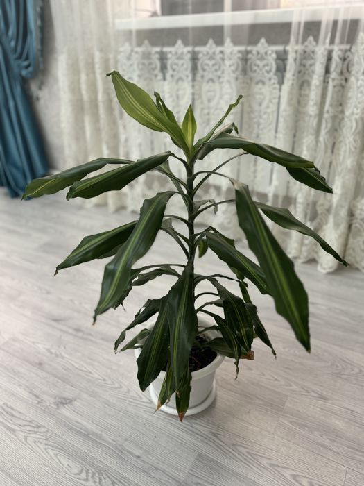 Драцена душистая гүлі сатылымда