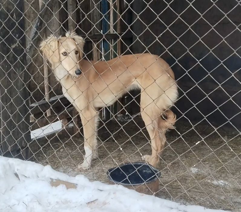 Атақты Айқастың қызы сатылады