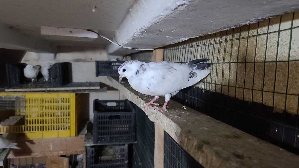 Продам пискунов от высоко лётных игровых ИНДОПАКИСТАНЦЕВ