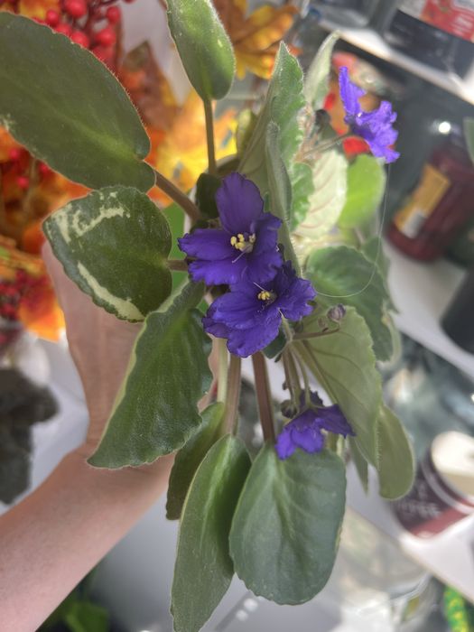 Продам фиалки цветущие