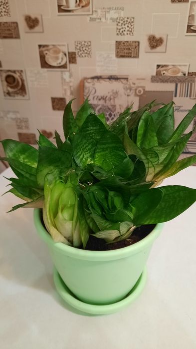 Сансиеверию продаю