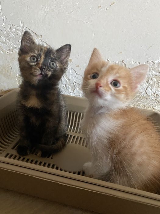 отдам котят в добрые руки