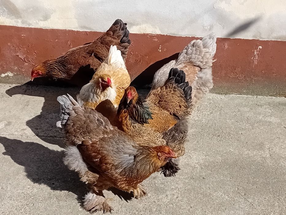 Oua de incubat brahma