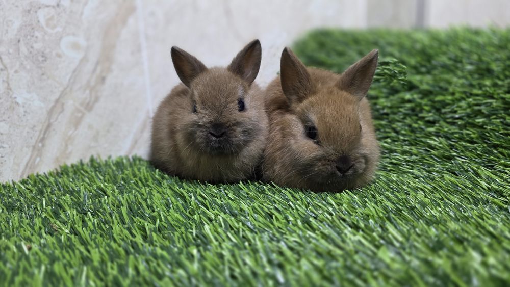 Карликовые кролики / karlik quyonlar
(1,5 месячные и старше)