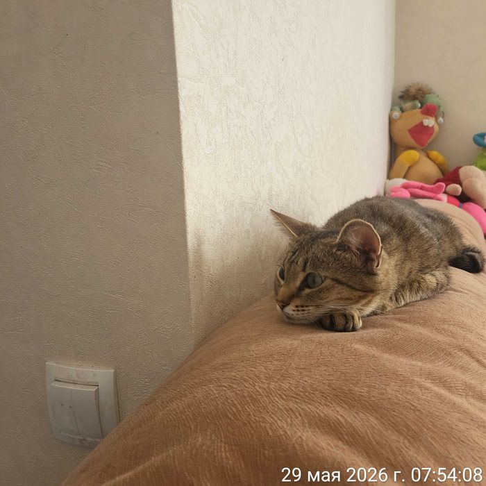 Отдам кошечка 7 месяцев