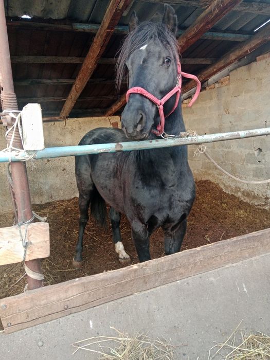 Дөнен Айғыр сатылады