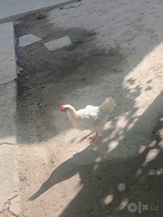 Xoroz sotiladi kelishtirib beramiz