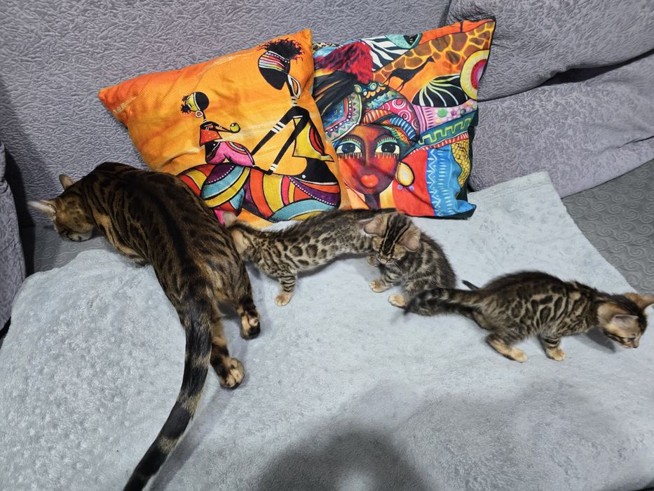 Продам котят бенгальские