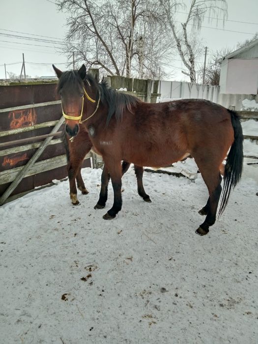 Продается кобыла