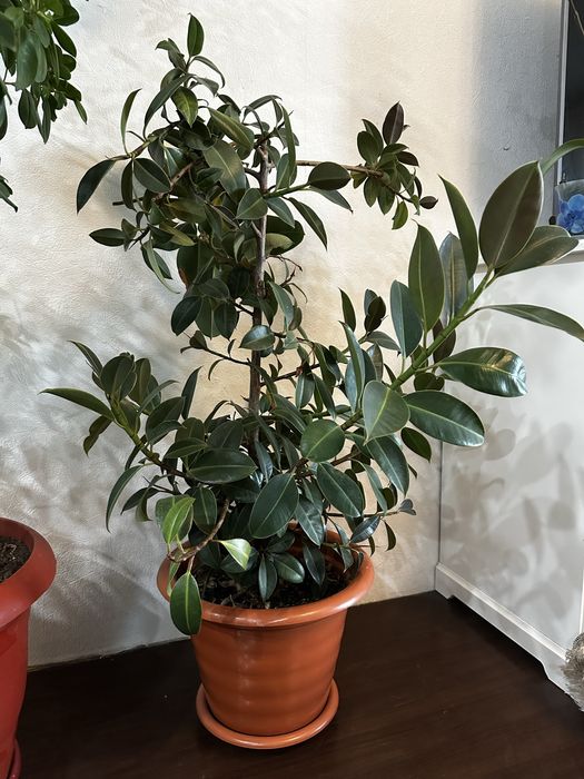 Продам живые растения