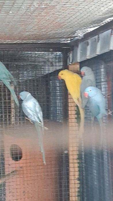 Papagali  diferite varietăți