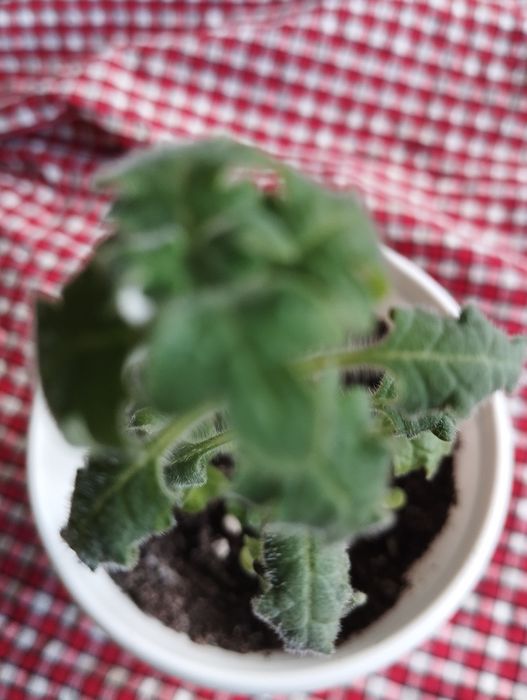 Мята комнатная.Плектрантус.