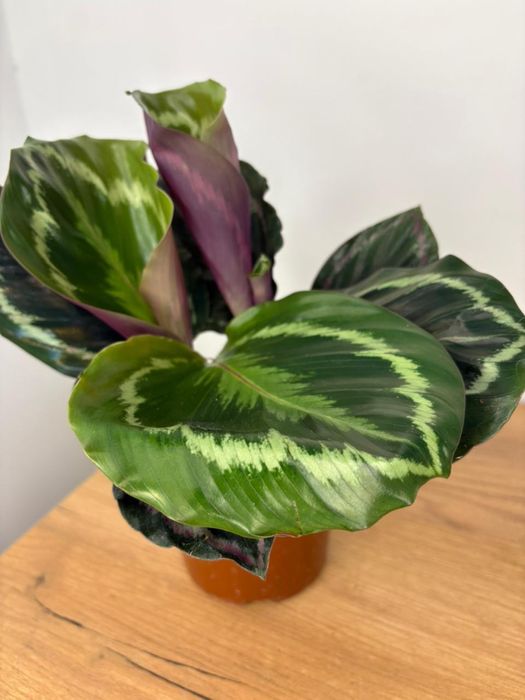 Калатея вича свежее растение