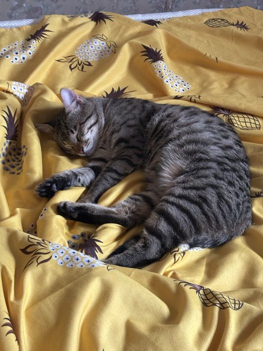 Отдам в хорошие руки котенка