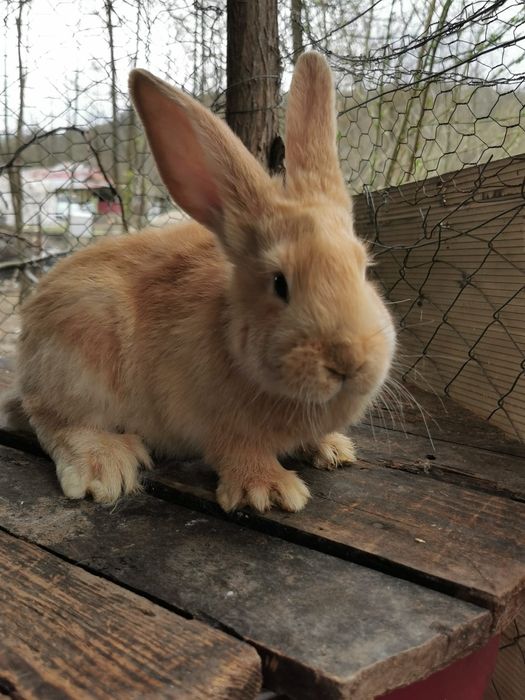Iepurași de vânzare.