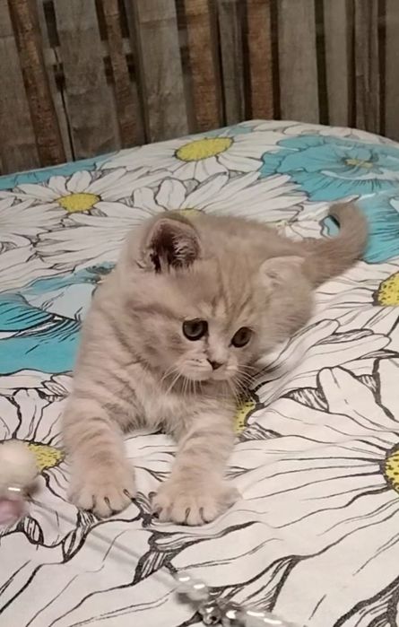 Шоу класс! Девочка.