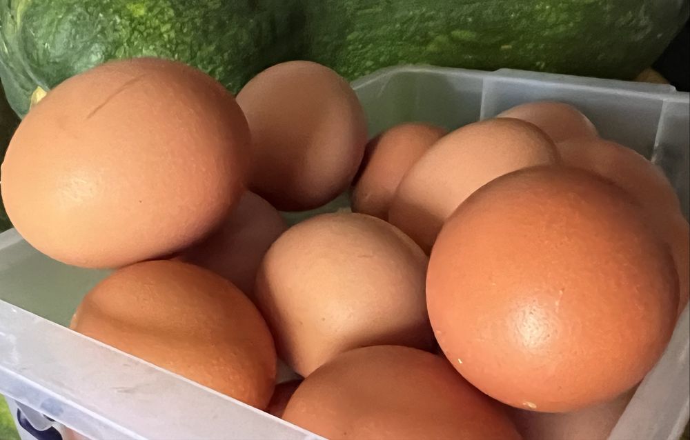 Свежие домашние яйца