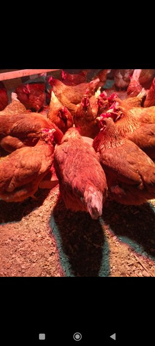 Куры ломан Браун