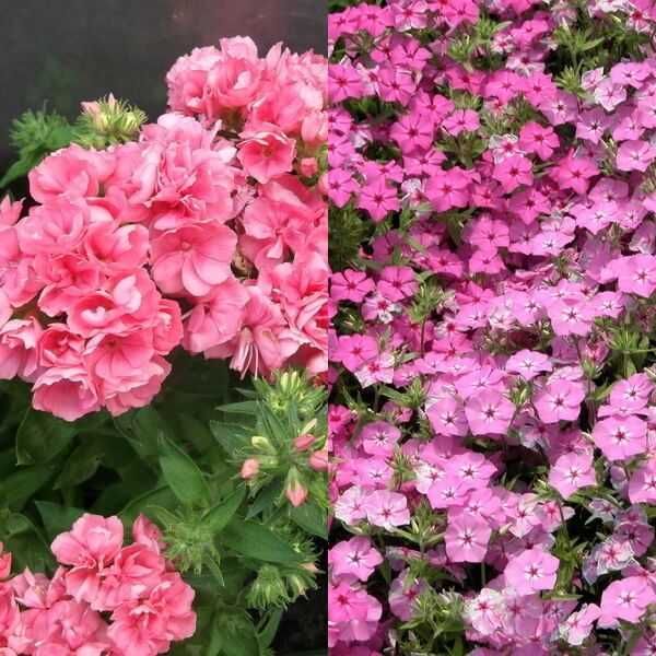 Саженцы ,многолетние цветы