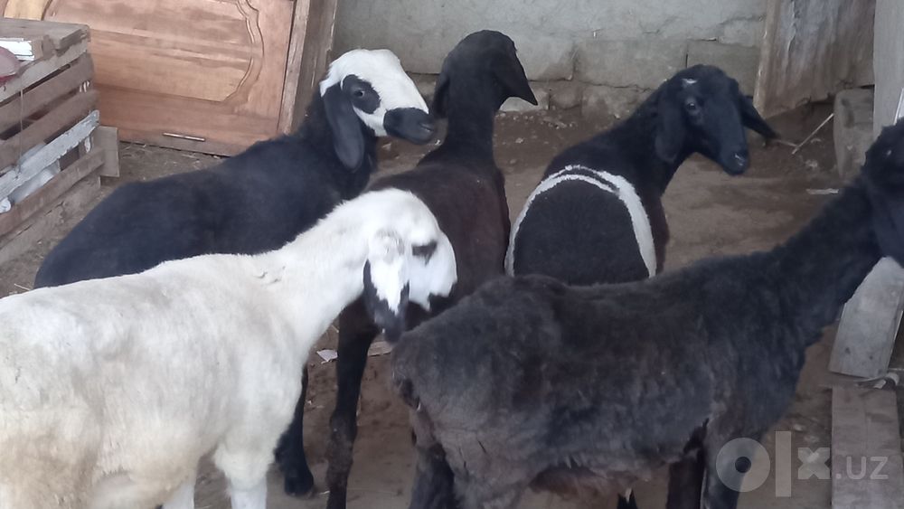 5 ta moda barra sotiladi
