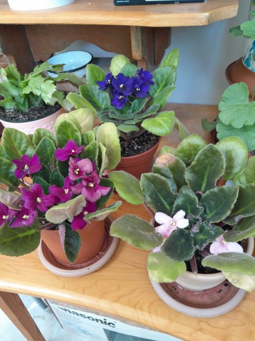 Комнатые цветы Фиалки