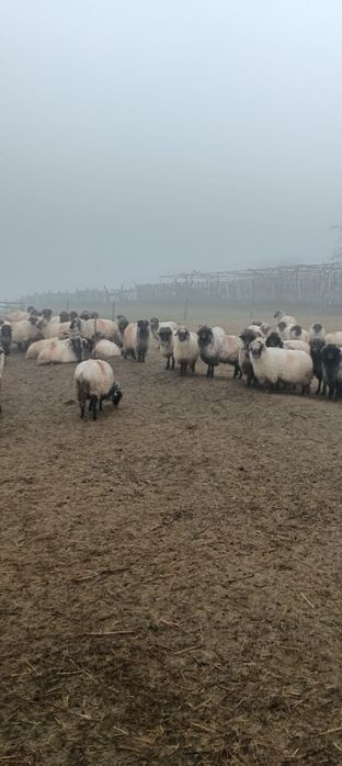 Oi rasă țurcană de vânzare