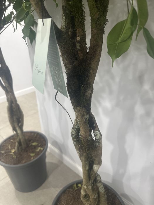 Фикус Бенджамина