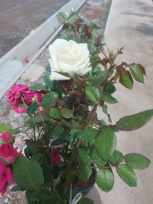 pesarda palma  atirgul shtampa.qiligan