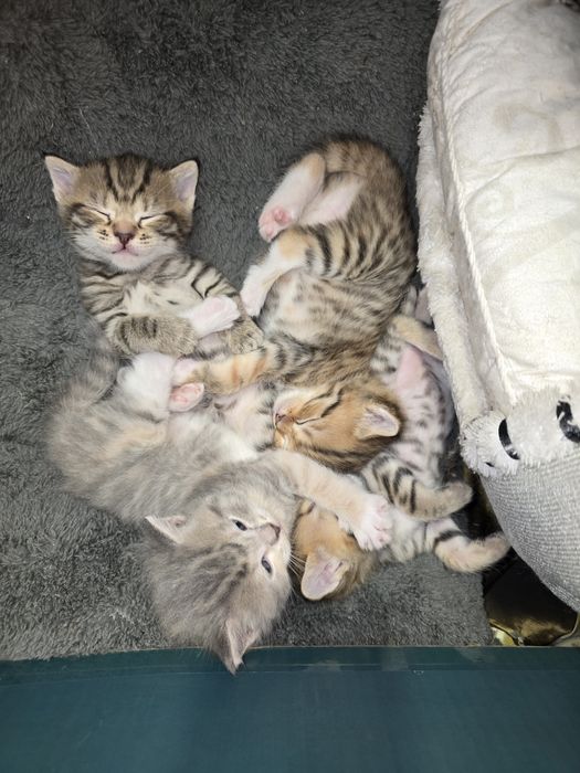 Отдам в добрые руки с презентом!