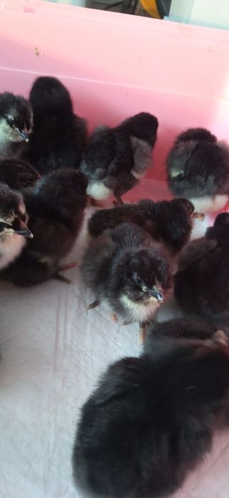 Продам маленьких цыплят