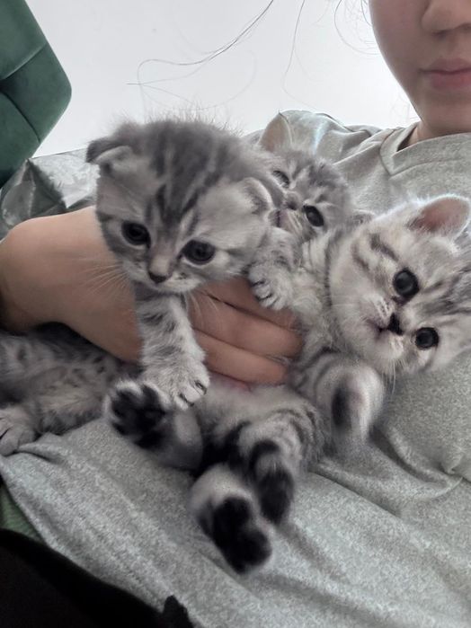 Продам  породистых котят
