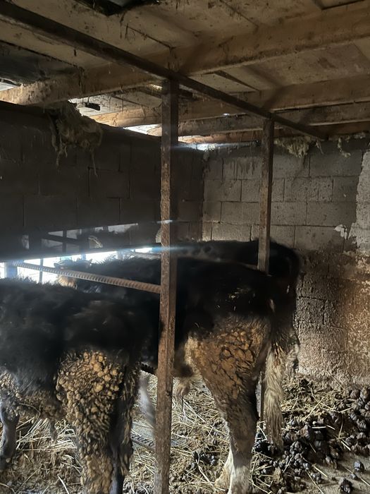 Продам быков торг есть