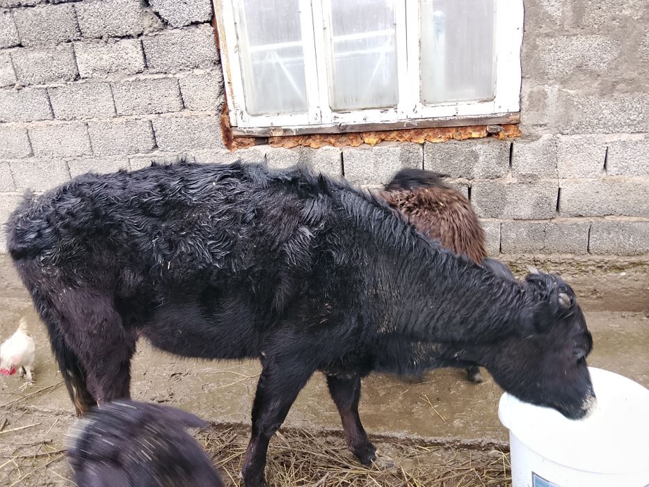 Сатылады дены сау