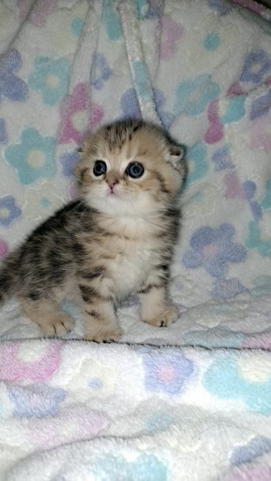 Скоттиш Фолд котята
