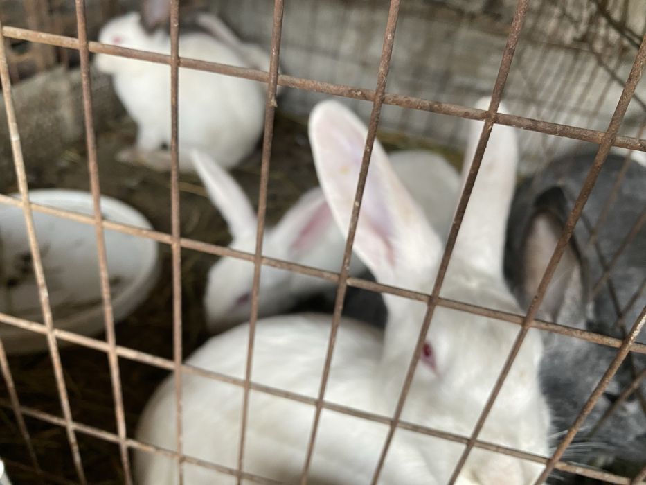 куёнлар сотилади