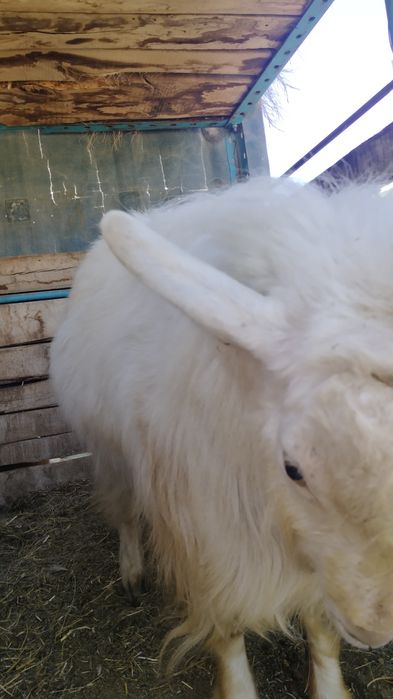 Теке,порода жақсы