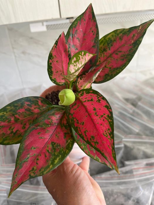 Комнатные растения